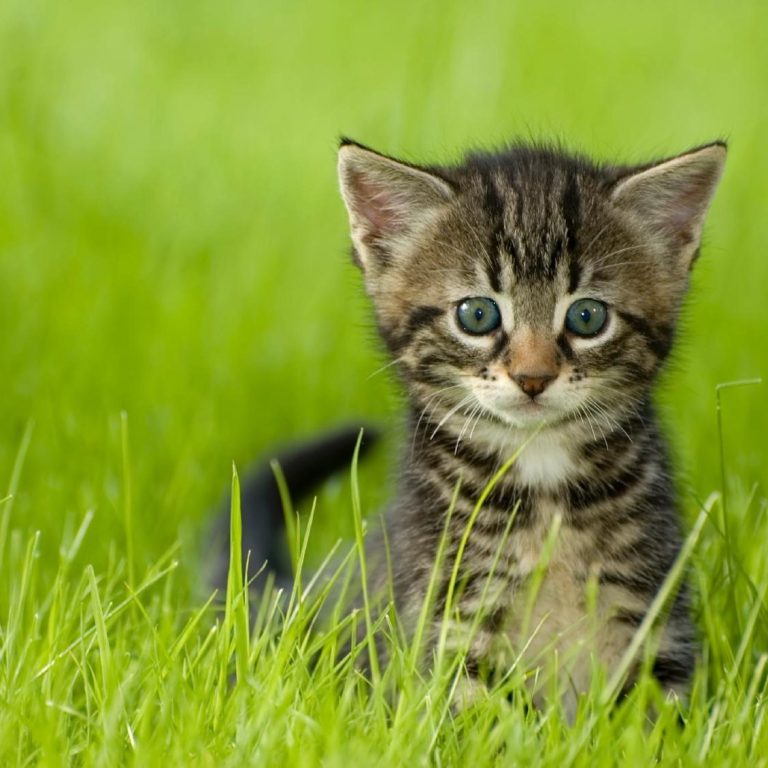 Accesorios para gatos cosmética