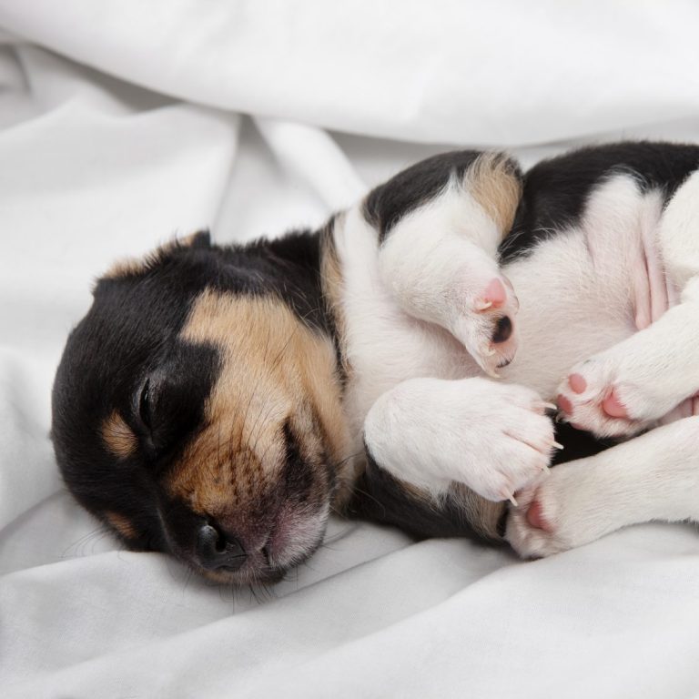 Productos para perros descanso