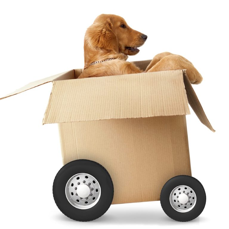 Productos para perros transportines